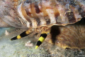 giant triton close-up by Rico Besserdich 